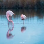 2022-12 - Parc ornithologique du Pont de Gau - Flamants roses - 28